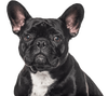 Black dog