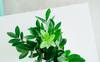 small potted plant