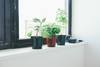 plants on windowsill