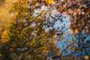 Leaves reflected in water