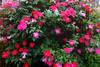 Pink flowers