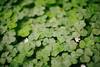 patch of clovers