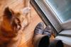 dog looking out glass door near pair of boots