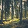 Forest with trees