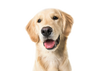 Black dog