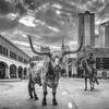 cowboy and bull on street