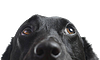 Black dog