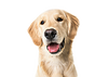 Black dog