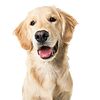 Black dog