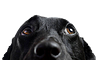 Black dog